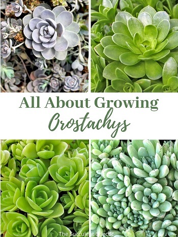 All about growing orostachys Chinese dunce cap plants