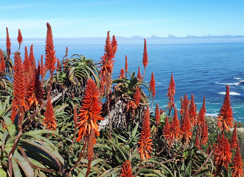 red aloe blooms overlooking the ocean