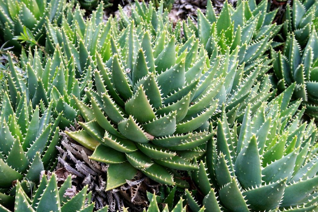 Aloe brevifolia as a succulent ground cover