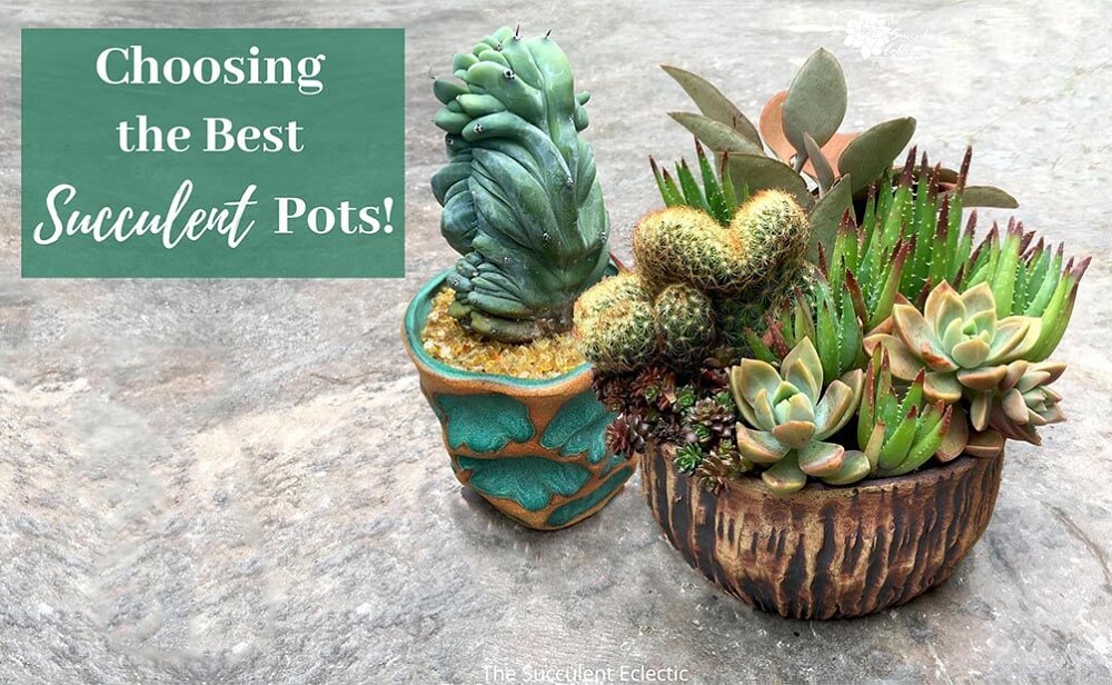 Read more about the article Choosing The Best Succulent Pots