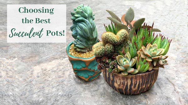 choosing the best succulent pots