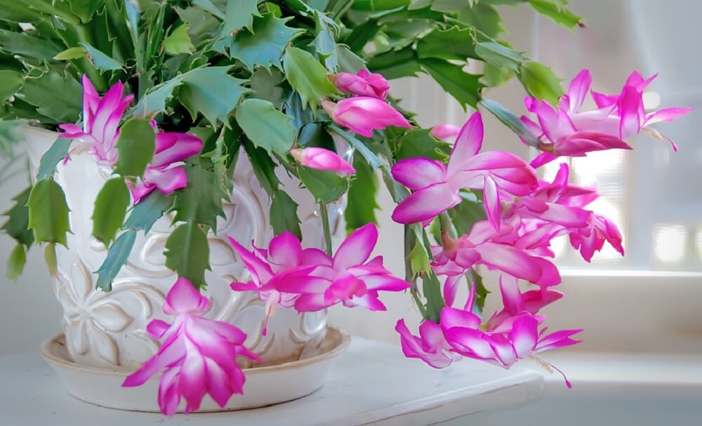 Schlumbergera truncata - Thanksgiving Cactus blooming pink and whte
