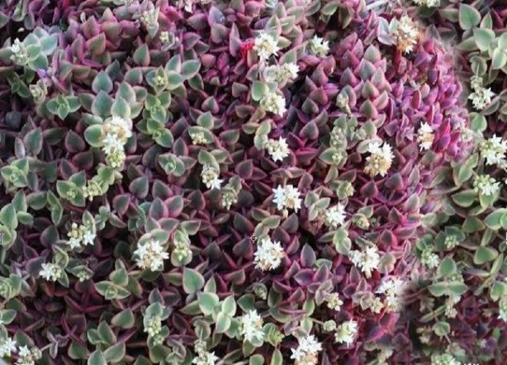 Crassula pellucida Calico Kitten is a flowering ground cover