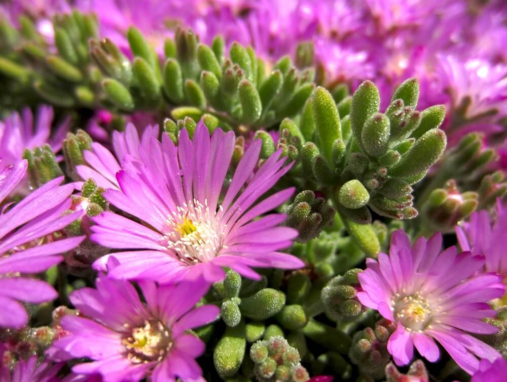 delosperma cooperii stellar flowering succulent