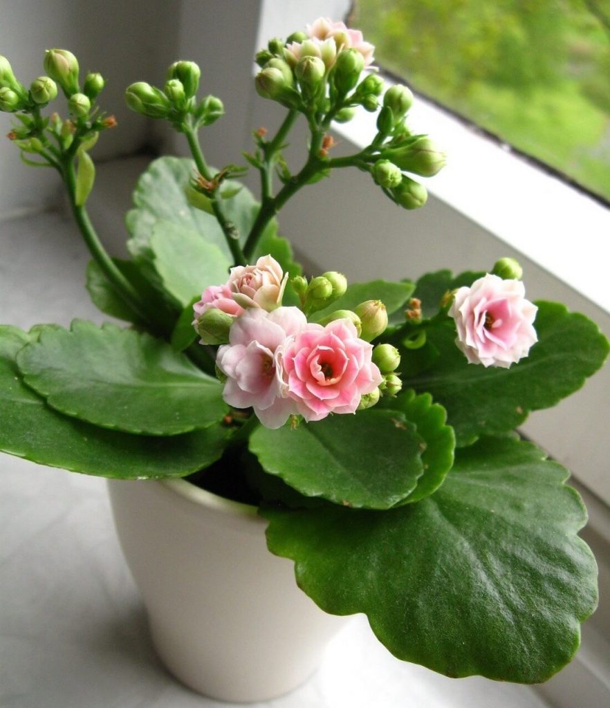 Kalanchoe blossfeldiana - extraordinary flowering succulent