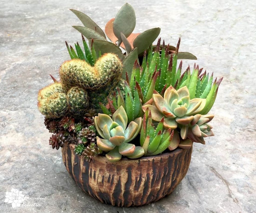 succulents in pots