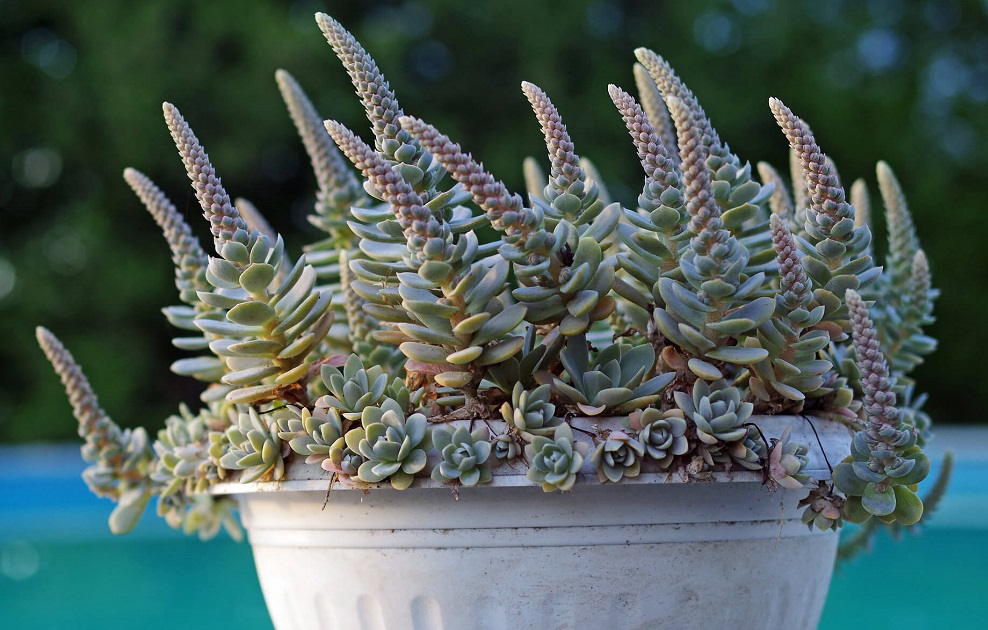 Orostachys malac in bloomophylla var. iwarenge, - cold hardy succulents