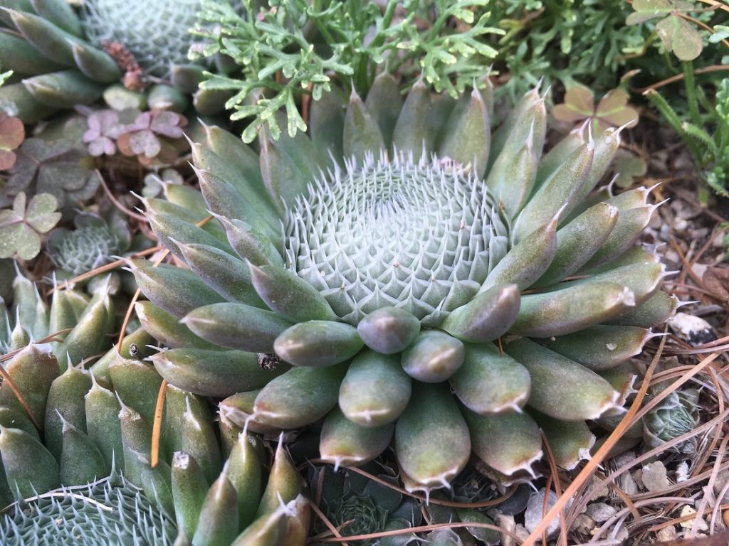 Orostachys spinosa - Chinese dunce cap plant
