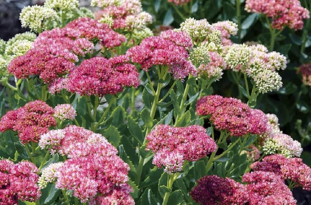 Sedum Autumn  Joy, reliable flowering succulent