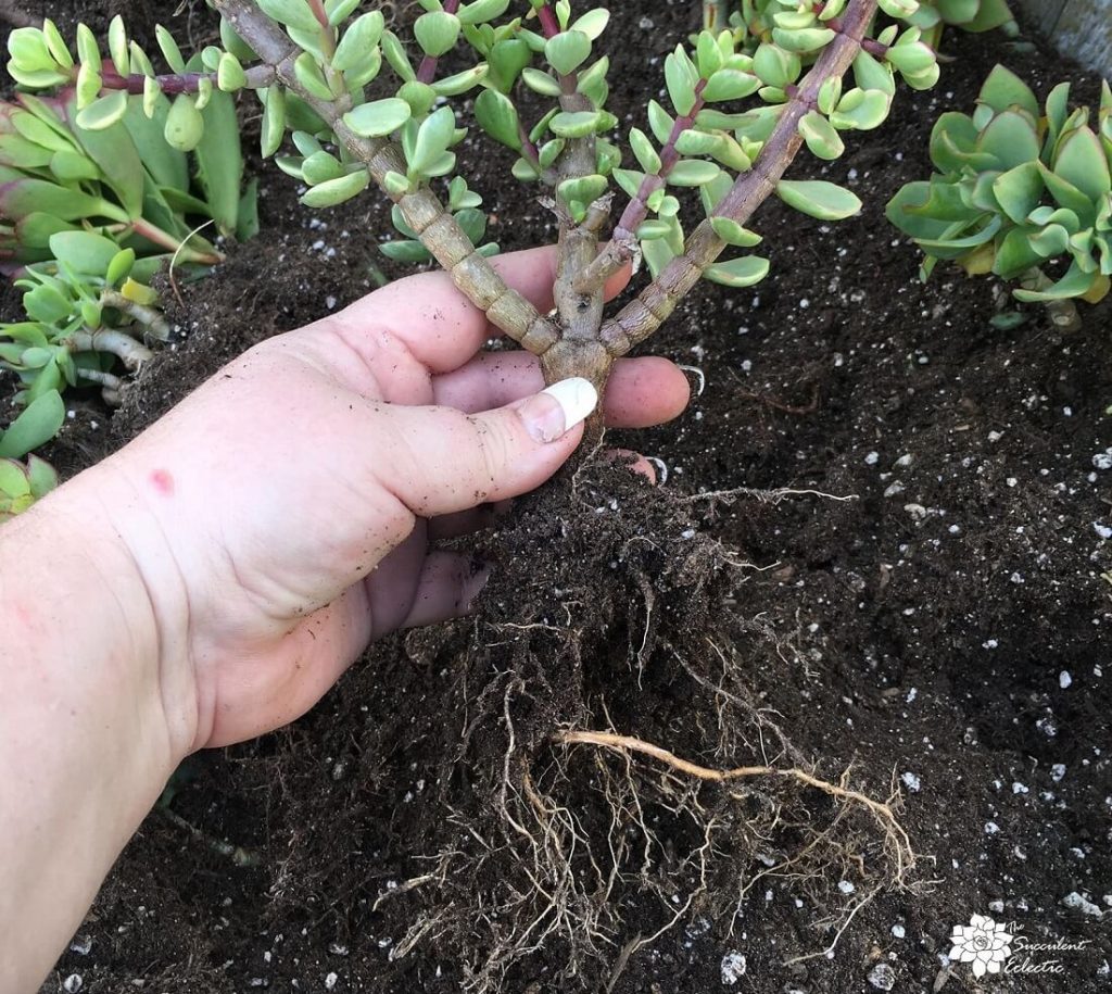 healthy roots of Portulacaria afra, ready for planting
