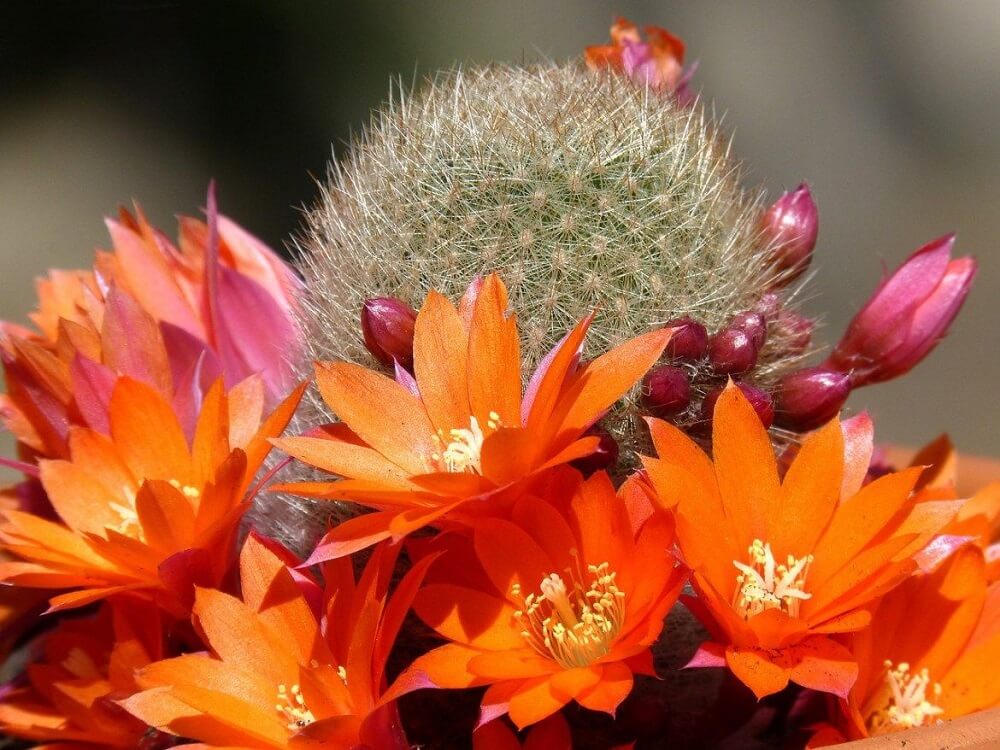 Rebutia  fiebrigii - Crown Cactus in bloom