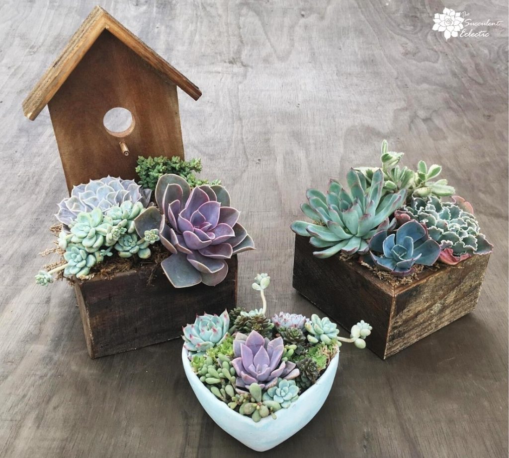 Wooden and cement planters filled with colorful succulents