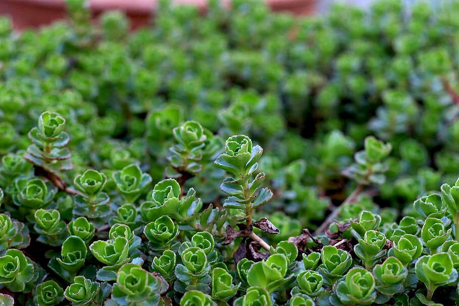 All About Succulent Ground Cover The, How To Plant Succulent Ground Cover