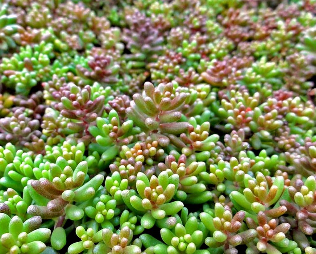 Sedum Album - a stellar succulent ground cover