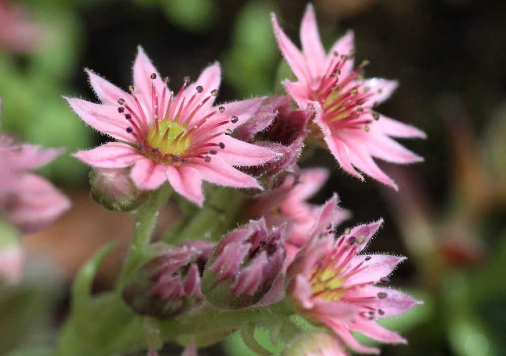 Sempervivum flowers