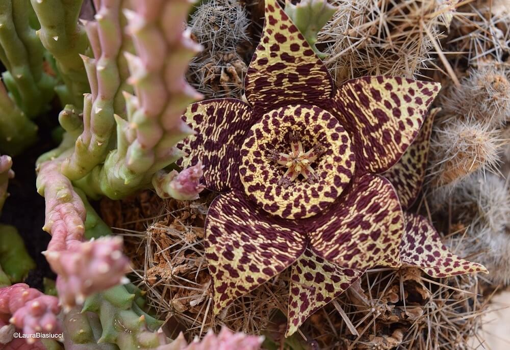 succulent flowering plant Stapelia variegata