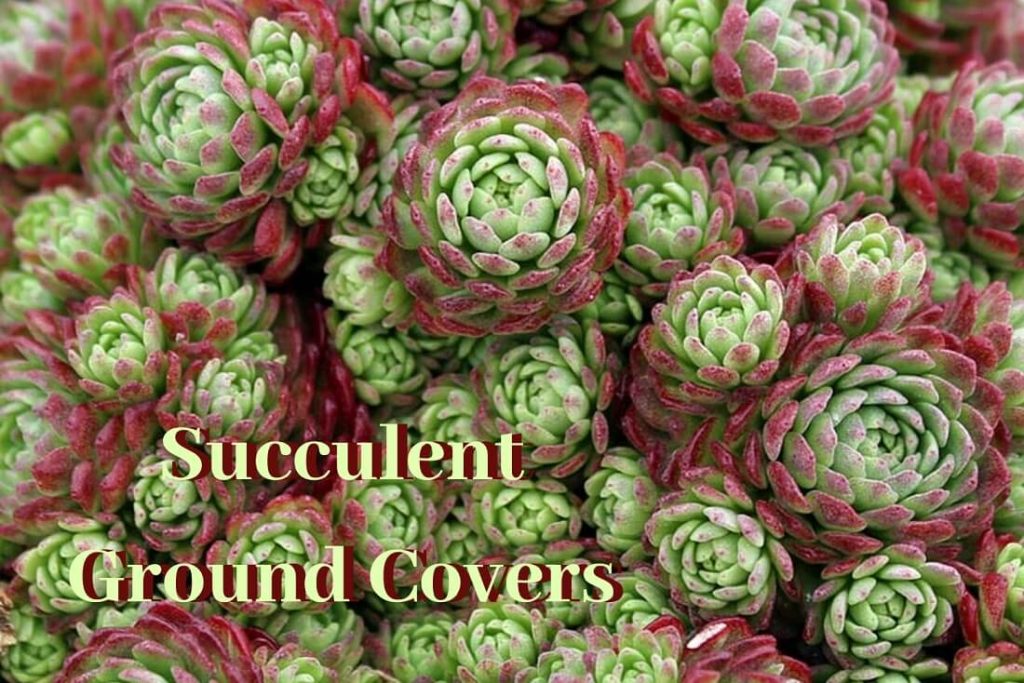 All About Succulent Ground Cover The, Succulent Ground Covers