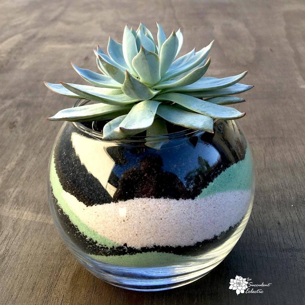 Choosing The Best Succulent Pots The Succulent Eclectic