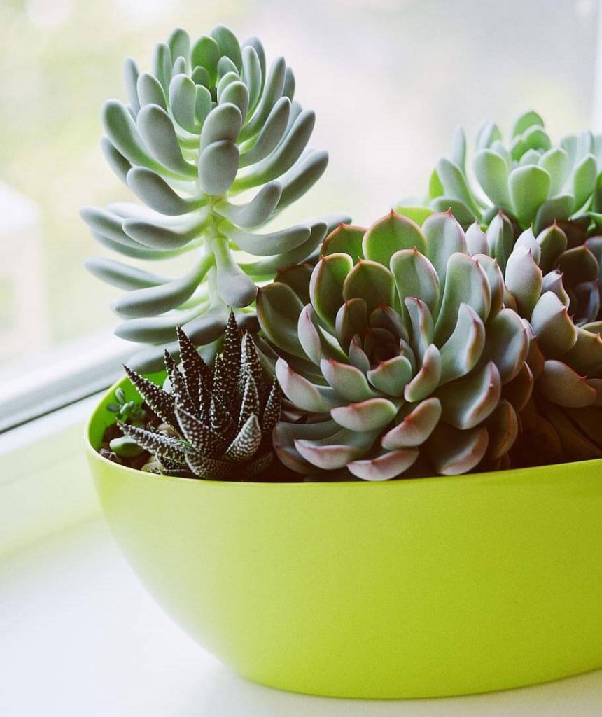 Colorful succulents growing in a plastic pot