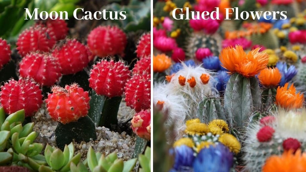 don't be fooled - Moon cactus and strawflowers are not flowering succulents
