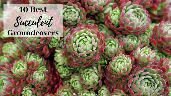 10 best succulent groundcovers