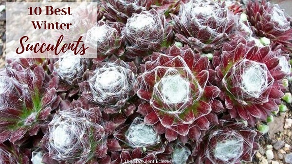 10 best winter succulents