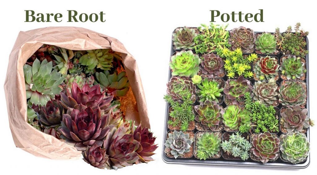 Hardy succulent sempervivum as bare root and potted plants