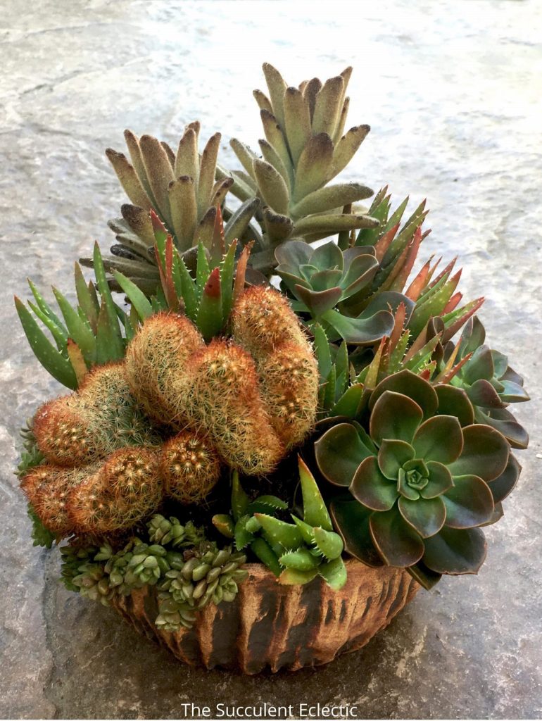 Completed Succulent Dish Garden