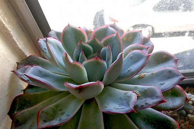 Echeveria with succulent edema