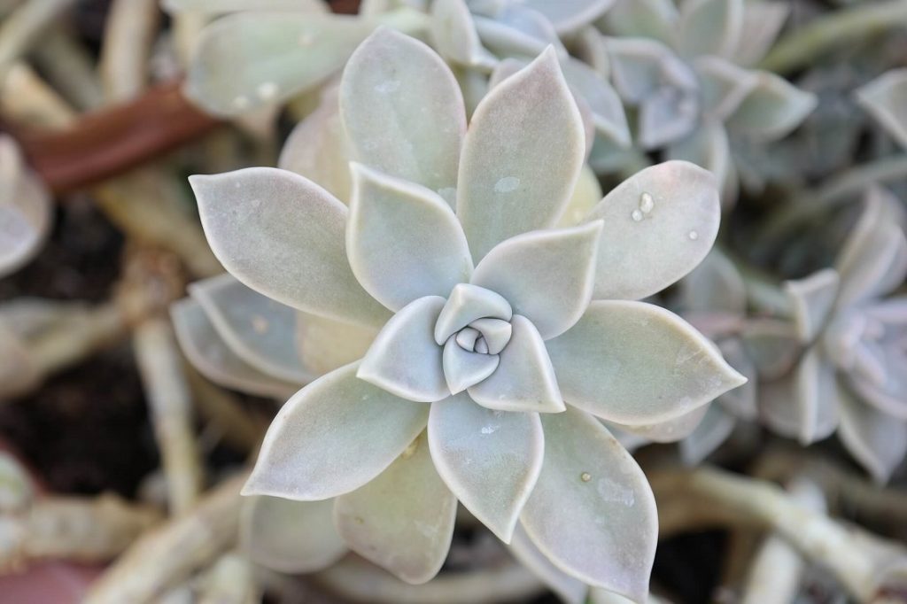 Graptopetalum paraguayense Ghost with succulent edema