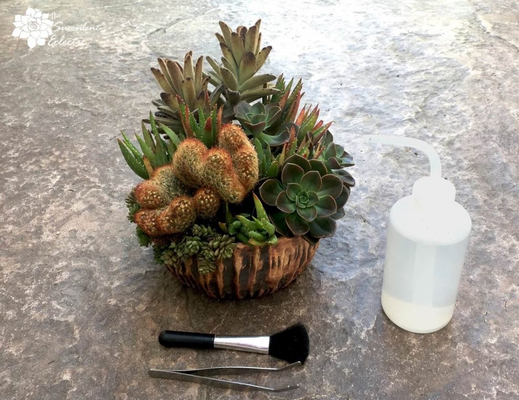 Succulent Dish Garden and Tools for Care