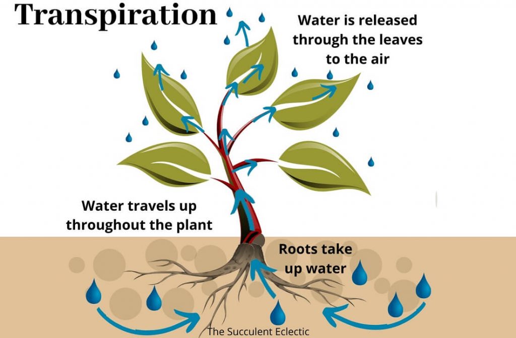 Plant transpiration infographic
