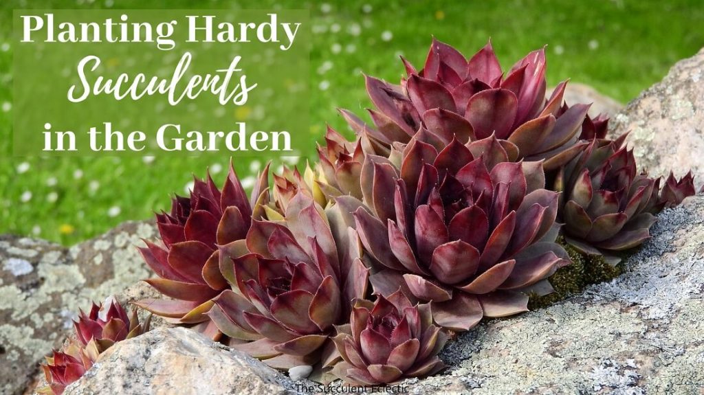 Planting Hardy Succulents In The Garden How And When The Succulent Eclectic 