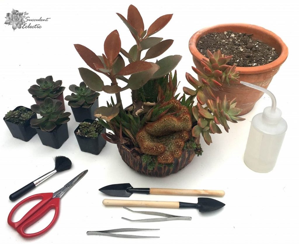 Tools to Rework Overgrown Succulent Dish Garden