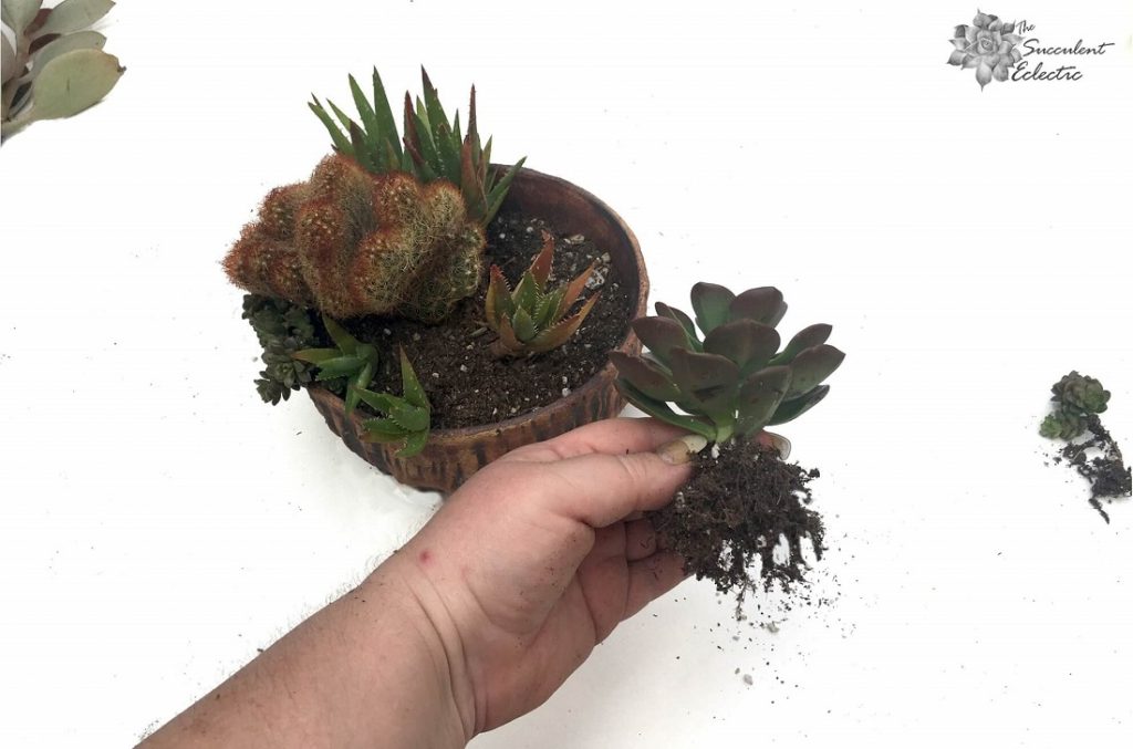 Preparing Roots for Planting in Succulent Dish Garden