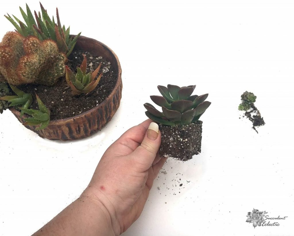 How to Plant Echeveria in Succulent Arrangement