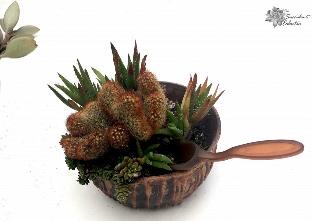 How to Plant Succulent Dish Garden