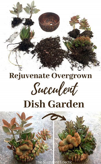 Rework Succulent Dish Garden