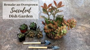 Read more about the article How to Rejuvenate an Overgrown Succulent Dish Garden