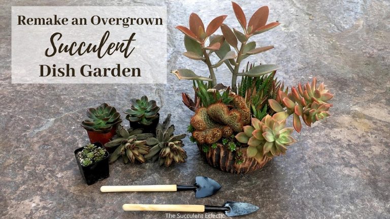 how to rejuvenate overgrown succulent dish garden