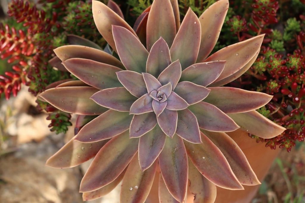 Graptoveria Fred Ives with a few spots of succulent edema