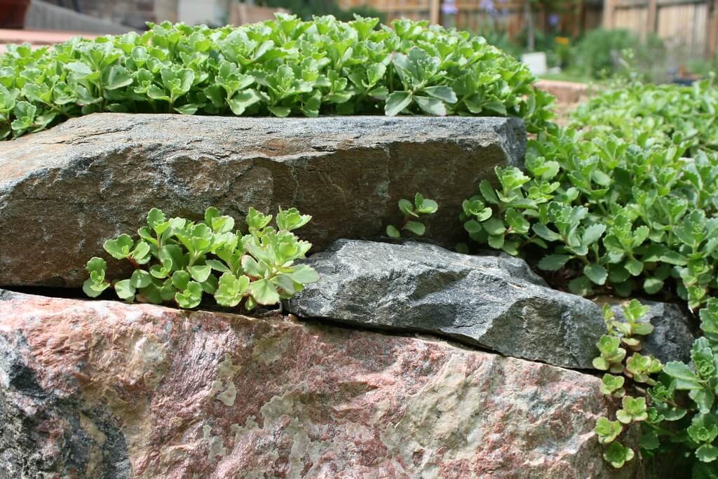hardy succulent sedum spurium growing in a dry stacked stone retaining wall
