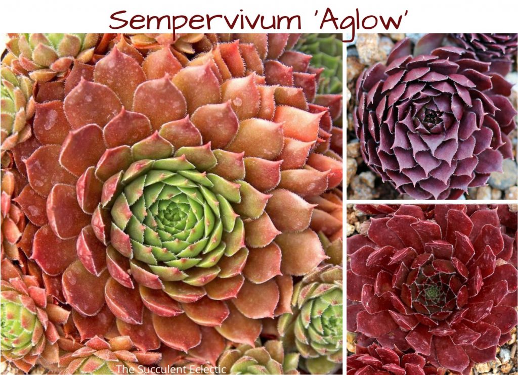 Sempervivum Aglow, colorful hardy succulents in the garden