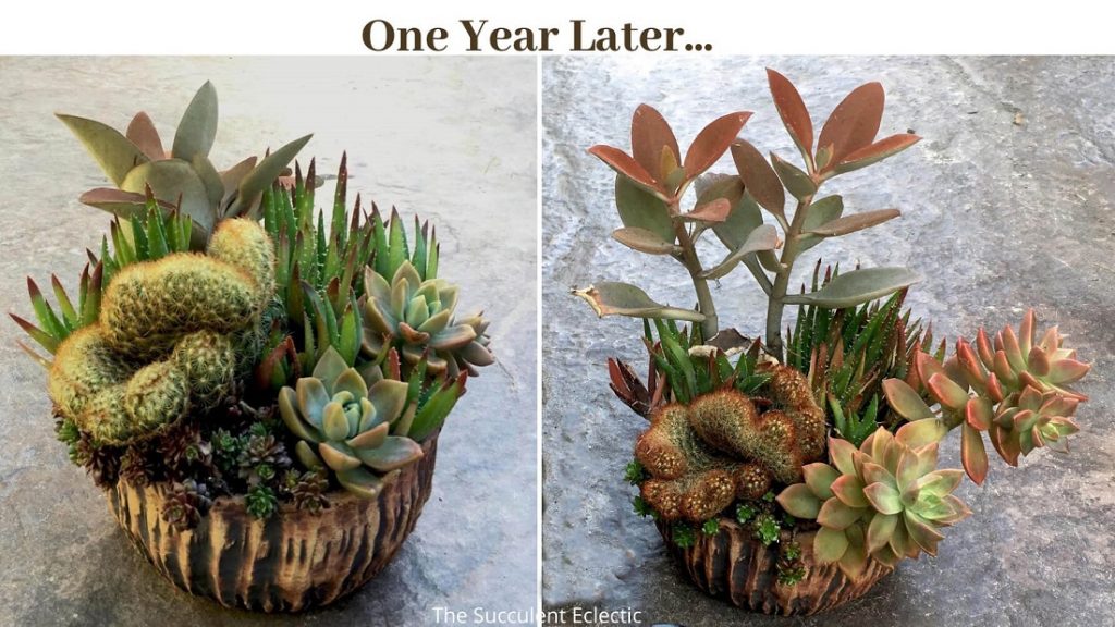 How Long with Succulent Dish Garden Last? 1 Year Later