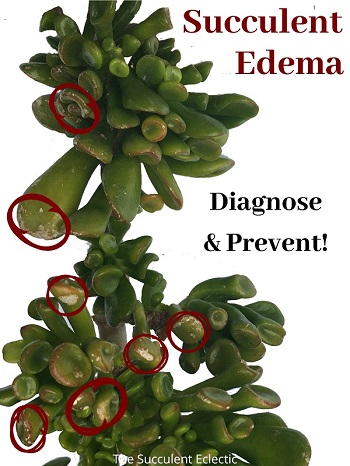 Succulent Edema - highlighted on succulent crassula ovata Gollum