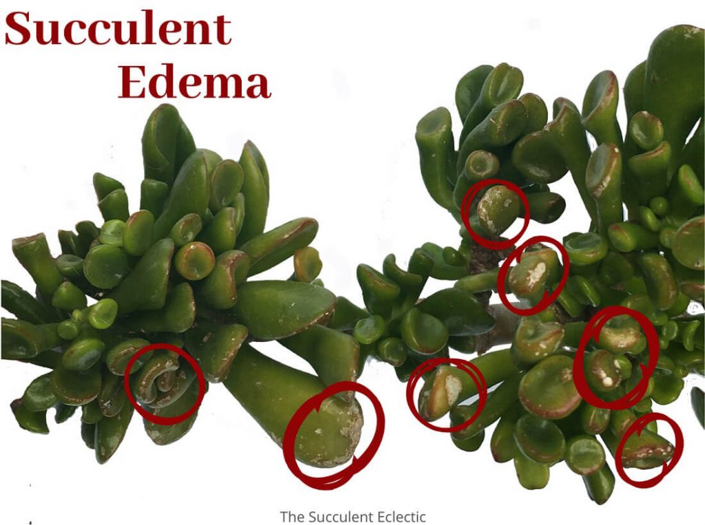 Succulent edema on Crassula ovata leaves