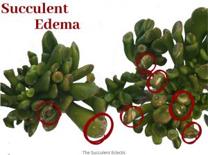 Read more about the article Understanding Plant Edema on Succulents (& Fixing It)