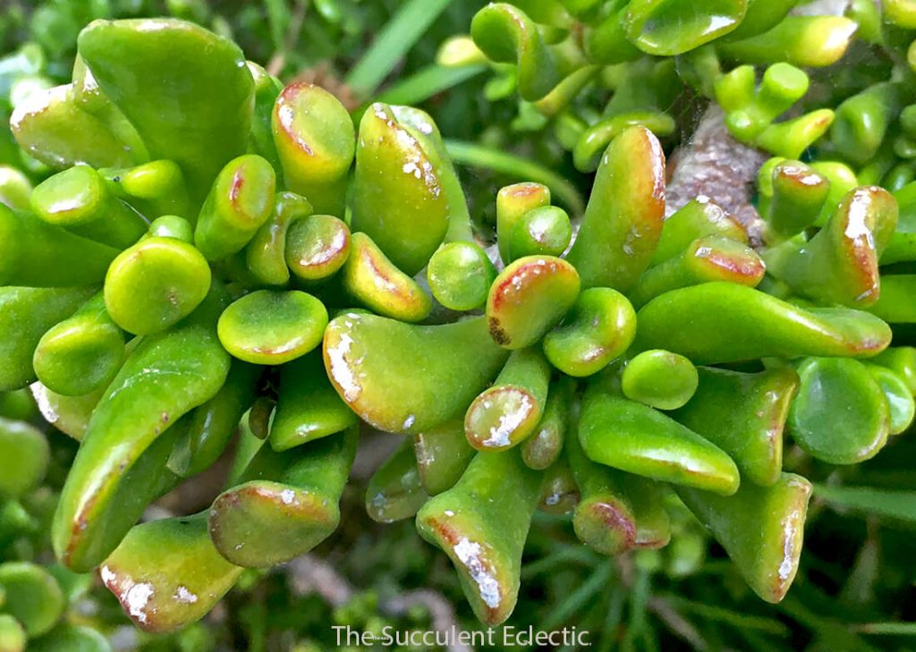 Crassula ovata Gollum showing several edema scars