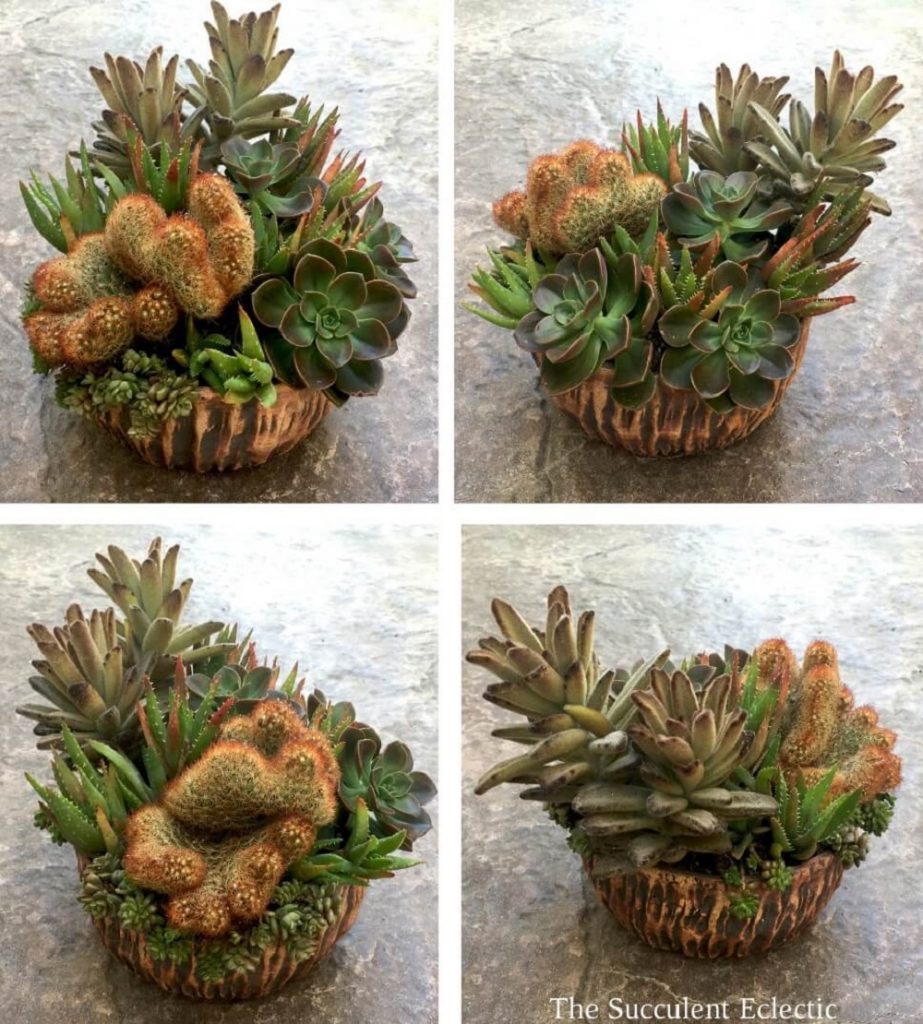 4 Angles of Succulent Dish Garden