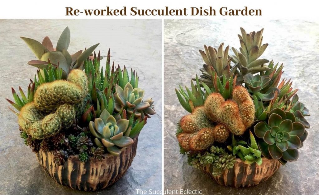 Before and After shots of reworked Succulent Dish Garden